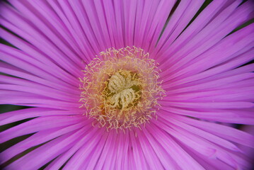Fototapeta premium Closeup of a pink carpobrotus flower