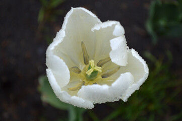 Closeup of a white tulip head