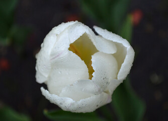 Closeup of a white tulip head