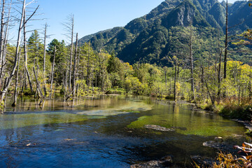 信州上高地の湿地帯の枯木立