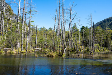信州上高地の湿地帯の枯木立