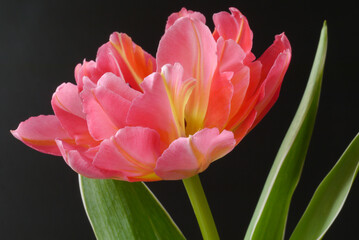 Closeup of a red tulip on the black background