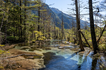 信州上高地の湿地帯の枯木立