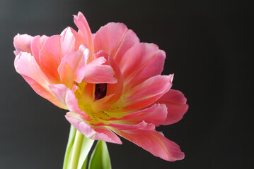 Closeup of a red tulip on the black background