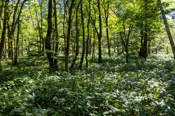 信州上高地の雑木林