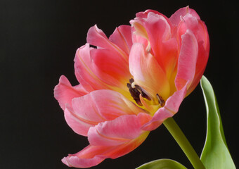 Fototapeta na wymiar Closeup of a red tulip on the black background