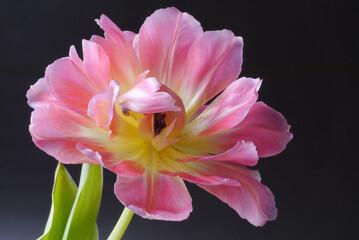 Closeup of a pink tulip on the black background