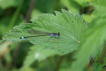 Closeup on a blue-tailed damselfly, Ischnura elegans sitting on a green leaf
