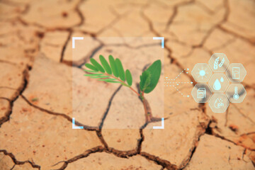 Young plant with cyber display of technological smart farming agriculture.