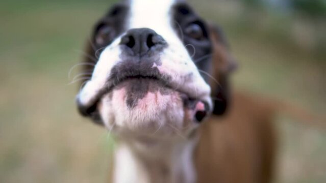 Close-up slow-motion shot of a cachorro boxer puppy barking 