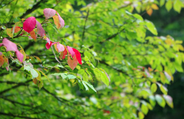 leaves