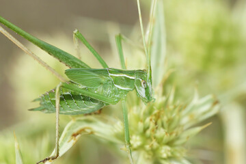 Closeup on a Mediterranean nice green gracious, grasshopper, Tylopsis lilifolia sitting on field Eryngo