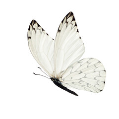 white butterfly isolated