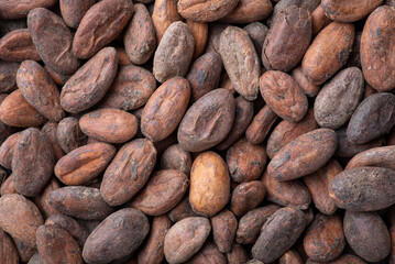 Flat background of cocoa beans. Close up shot of harvested cocoa beans before making cocoa powder