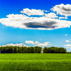 Obraz premium Beautiful bright saturated views of nature, meadows and white clouds on a background of blue sky