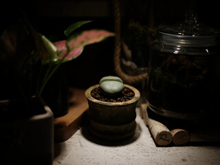 Secluded plant under the lamp