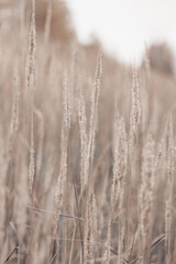 Pampas grass in autumn. Natural background. Dry beige reed. Pastel neutral colors and earth tones....