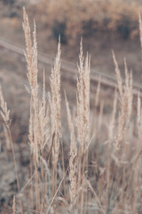 Fototapeta premium Pampas grass in autumn. Natural background. Dry beige reed. Pastel neutral colors and earth tones. Banner. Selective focus.