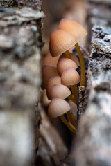 Wild mushroom growing in the forest during autumn