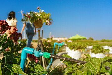 Valves drip irrigation system in organic strawberry farm. Watering plants system in garden....
