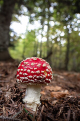 Amanita Muscaria mushrooms growing wild in the forest 