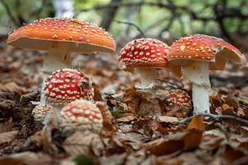 Amanita Muscaria mushrooms growing wild in the forest 