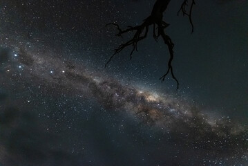A night time photo of the spectacular Milky Way galaxy against a dark starry sky in Australia. You can see the cosmos and surrounding nebula and a silhouette of a tree above the galactic core.
