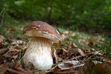 Wild mushroom growing in the forest during autumn