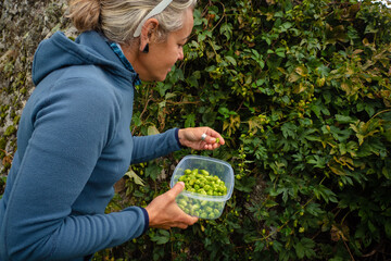 Female forager picking wild hops for production of craft beer at local organic bmicro brewery