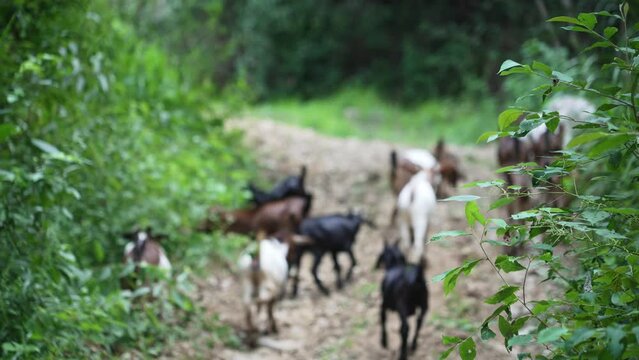 a group of goats eat grass