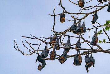Flying-fox (Pteropus Alecto) or Fruit Bat hanging on a tree, Pangkor Island, Malaysia 