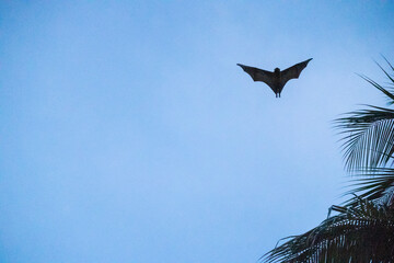 Flying-fox (Pteropus Alecto) or Fruit Bat flying, Pangkor Island, Malaysia 