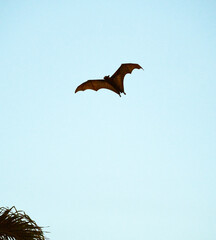 Flying-fox (Pteropus Alecto) or Fruit Bat flying, Pangkor Island, Malaysia 