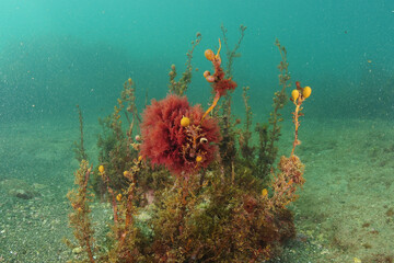 Colourful algae of temperate southern Pacific ocean in murky water on flat bottom of coarse sand and flat rocks. Location: Leigh New Zealand