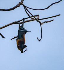 Flying-fox (Pteropus Alecto) or Fruit Bat, hanging in a tree, Pangkor Island, Malaysia 
