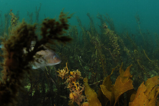 Spotted wrasse Notolabrus celidotus swimming in dense growth of brown seaweeds. Location: Leigh New Zealand