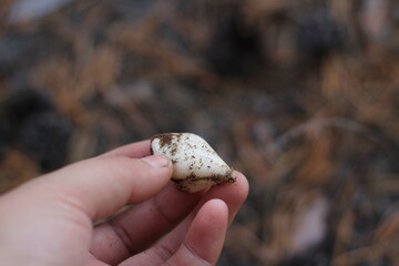 Bulb in woman's hand. Bulb is structurally a short stem with fleshy leaves or leaf bases that function as food storage organs during dormancy to enable the plant to survive adverse conditions