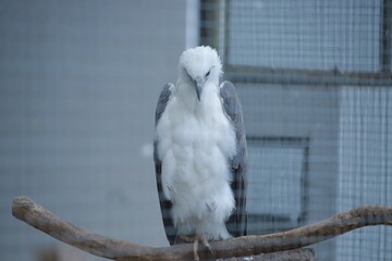 white parrot on a branch