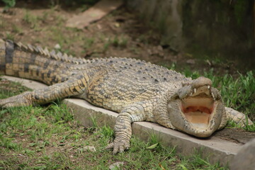 alligator in the everglades