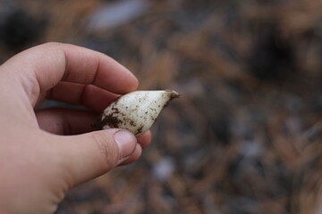 Bulb in woman's hand. Bulb is structurally a short stem with fleshy leaves or leaf bases that function as food storage organs during dormancy to enable the plant to survive adverse conditions