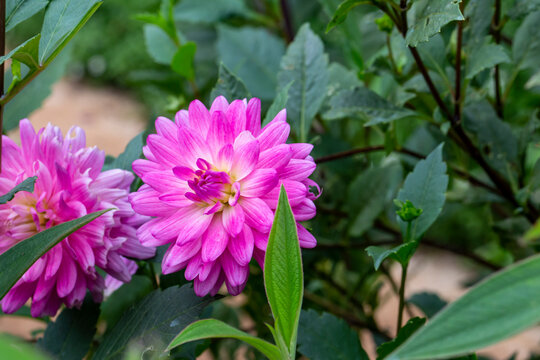 Close up photo of dahlia pinnata flower and blurred background.