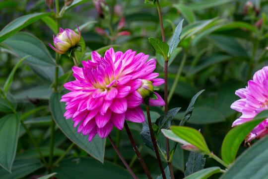 Close up photo of dahlia pinnata flower and blurred background.