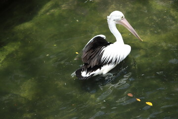 pelican on the beach