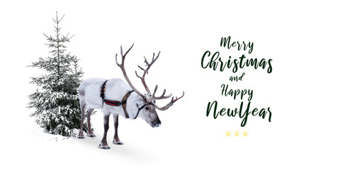 Santa's reindeer in front of a snowy fir tree. Isolated on white background. Christmas and New Year...