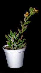 Isolated flower of succulent plant on black background. Detail of Echeveria flower on black background