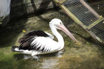 pelican on a rock