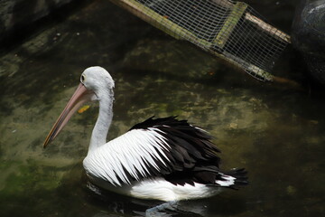 pelican on the beach