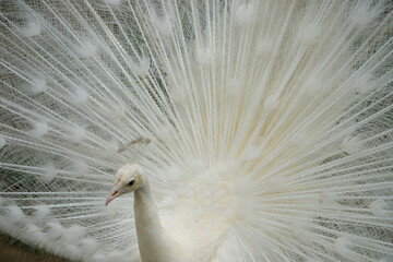 Naklejka premium peacock with feathers out