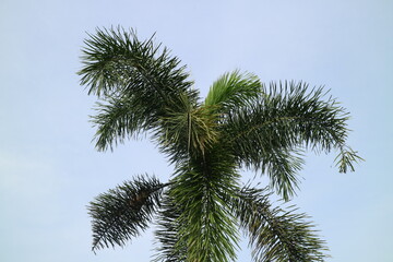 Obraz na płótnie Canvas palm tree with lush leaves on a clear sky background