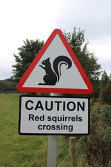 Caution red squirrels crossing road sign with outline of a squirrel - 537437645